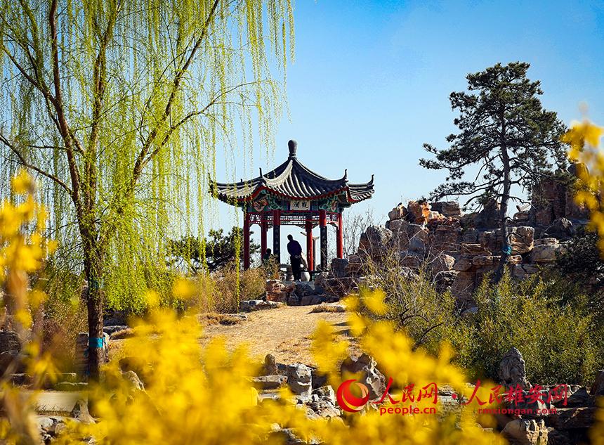 雄安郊野公園內(nèi)迎春花開，柳樹抽芽。人民網(wǎng)宋燁文攝