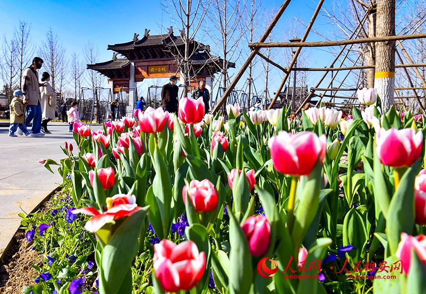 雄安悅?cè)莨珗@郁金香盛放，吸引了眾多游客前來踏青賞花。人民網(wǎng)宋燁文攝