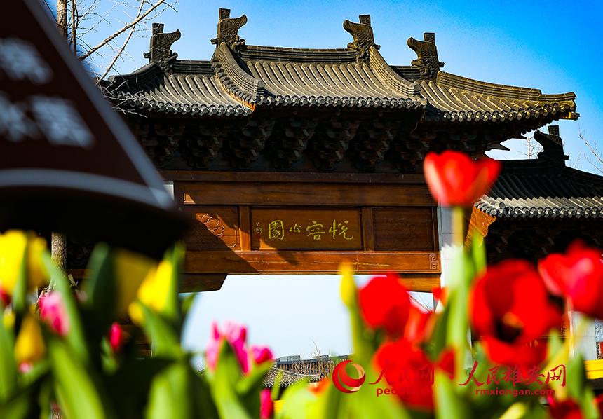 雄安悅?cè)莨珗@郁金香盛放。人民網(wǎng)宋燁文攝
