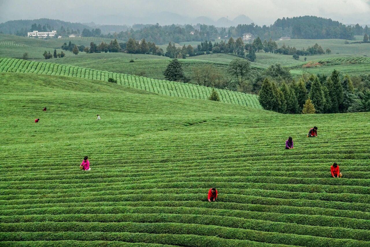 貴州省遵義市湄潭縣永興茶海。攝影 楊良強(qiáng).jpg
