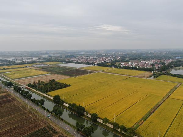 雙游村。受訪者供圖