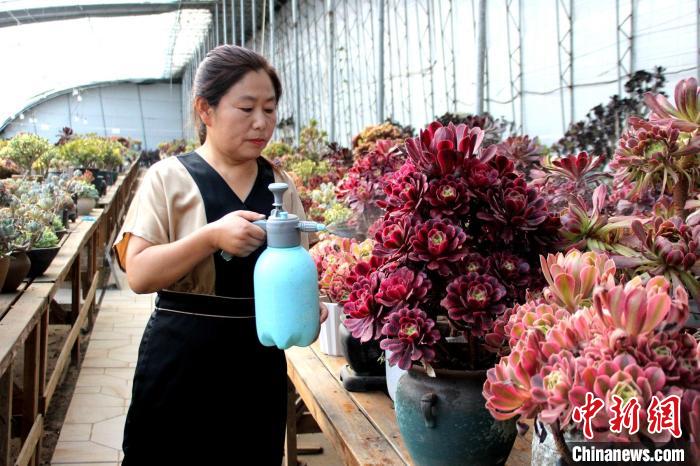 郭雪蘋對多肉進行日常管護?！≈苡?攝