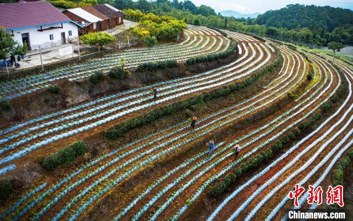 湖北遠(yuǎn)安：農(nóng)旅融合助“高山村”變“幸福村”