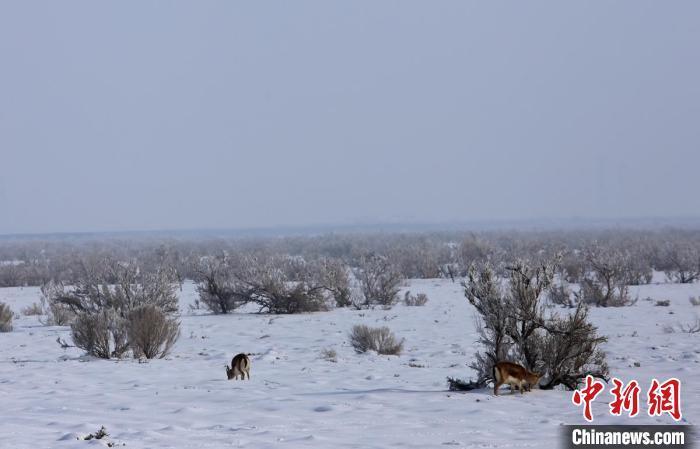 （新春走基層）新疆大漠護(hù)林人：為野生動植物撐起綠色希望